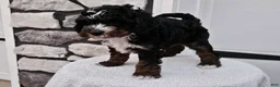 Mini Bernedoodle dogs for sale: Cody - Ad 1