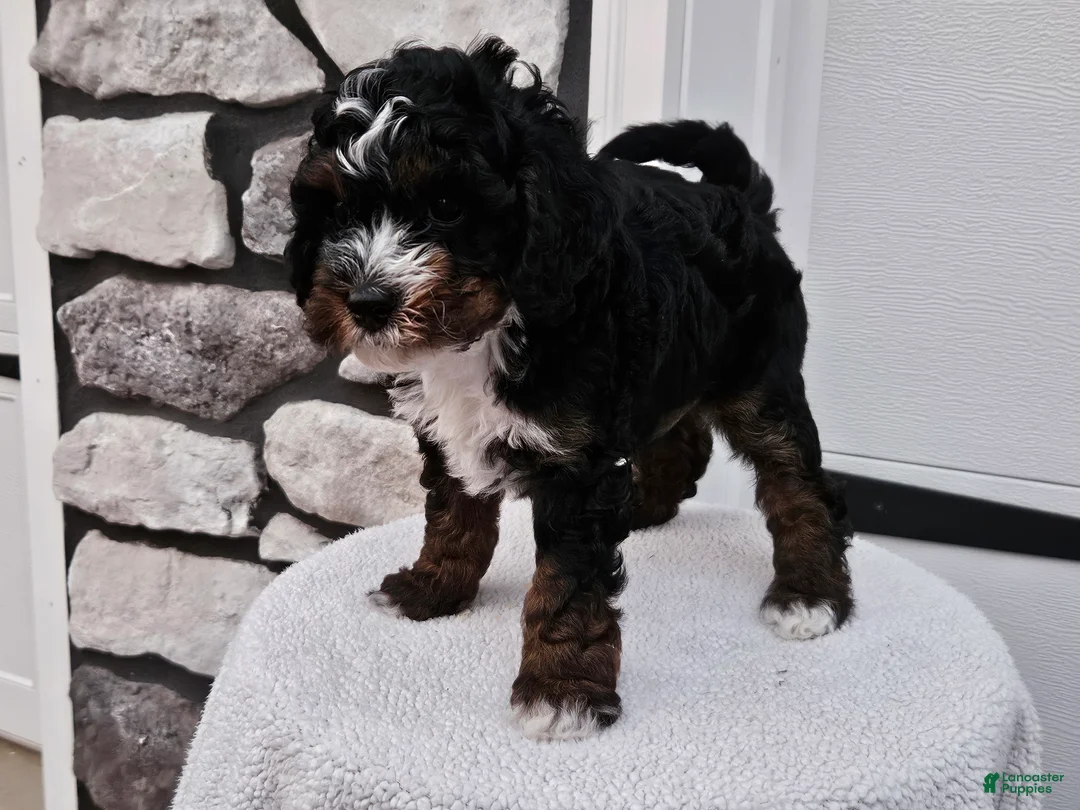 Mini Bernedoodle dogs for sale: Cody - Ad 1