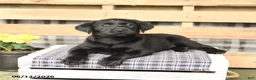 Labrador Retriever dogs for sale: Jemma - Ad 3