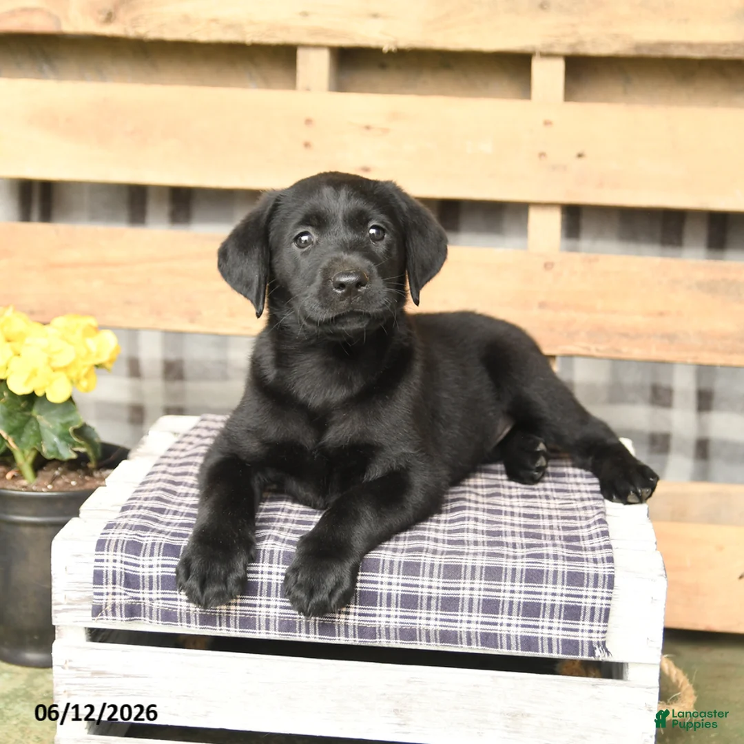 Labrador Retriever dogs for sale: Jemma - Ad 3
