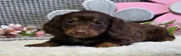 Miniature Dachshund dogs for sale: Erin - Ad 8