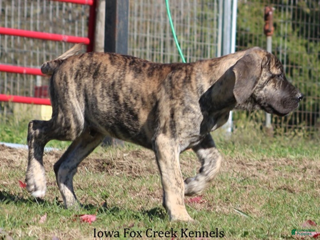 Great Dane dogs for sale: Great Dane Puppy 1 - Ad 6