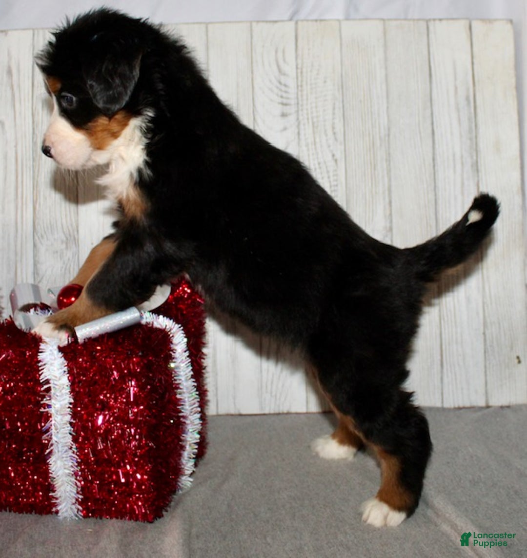 Bernese Mountain Dog dogs for sale: Lucy - Ad 7