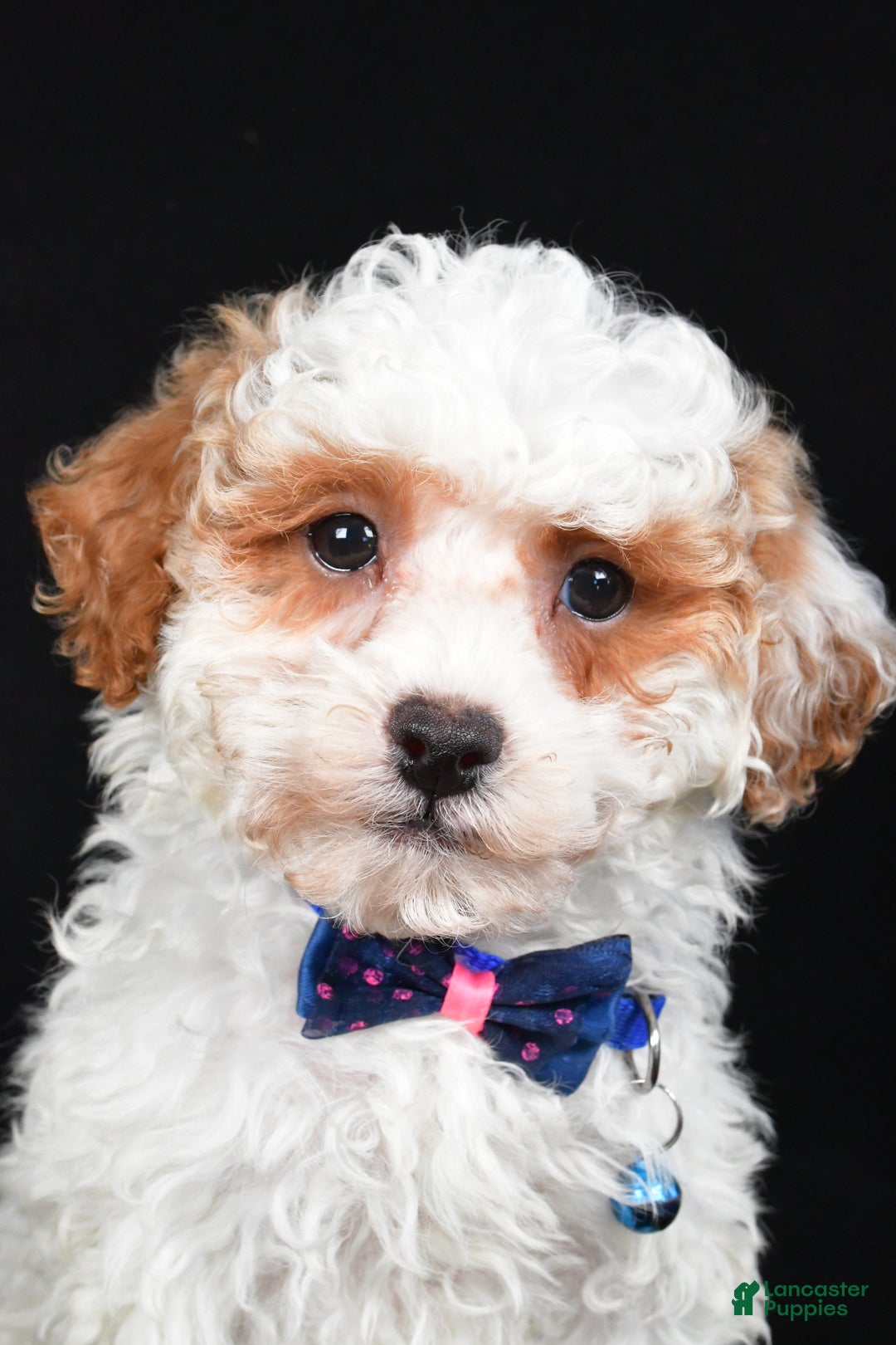 Miniature Poodle dogs for sale: Diamond - Ad 6