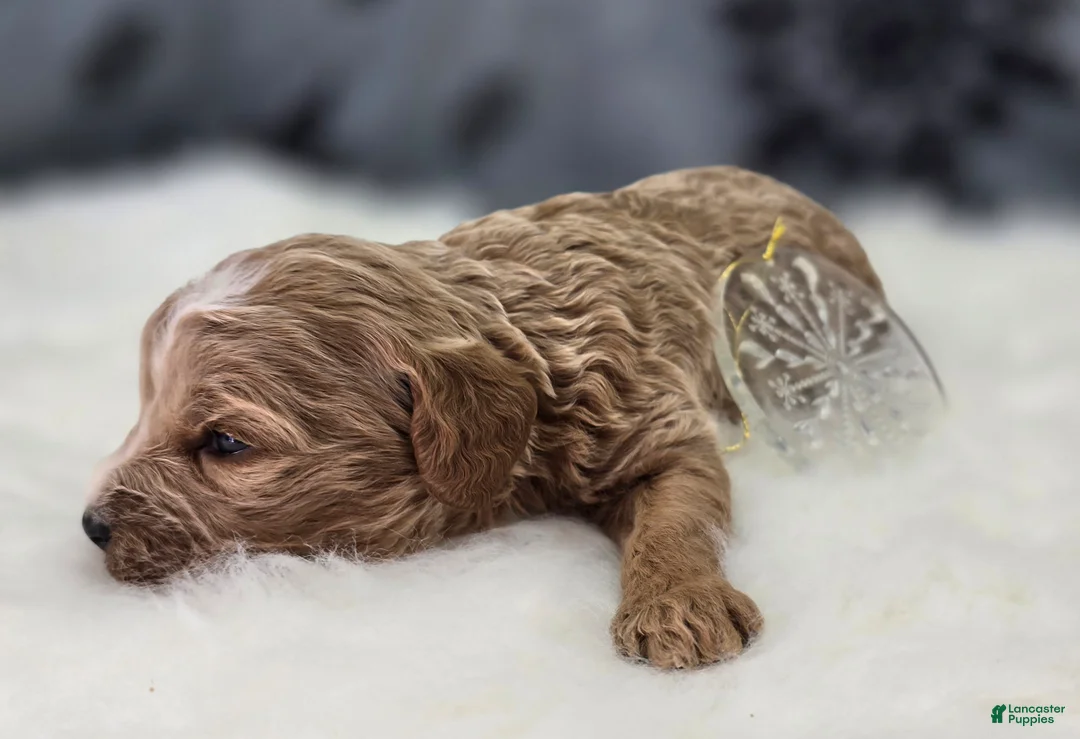 Cavapoo dogs for sale: Snowflake - Ad 4