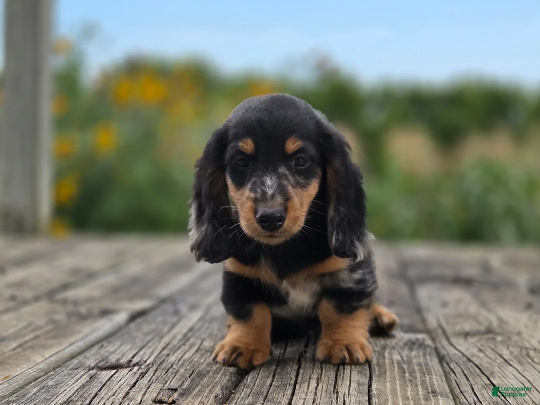Miniature Dachshund dogs for sale: Miniature Dachshund Harlo - Ad 1