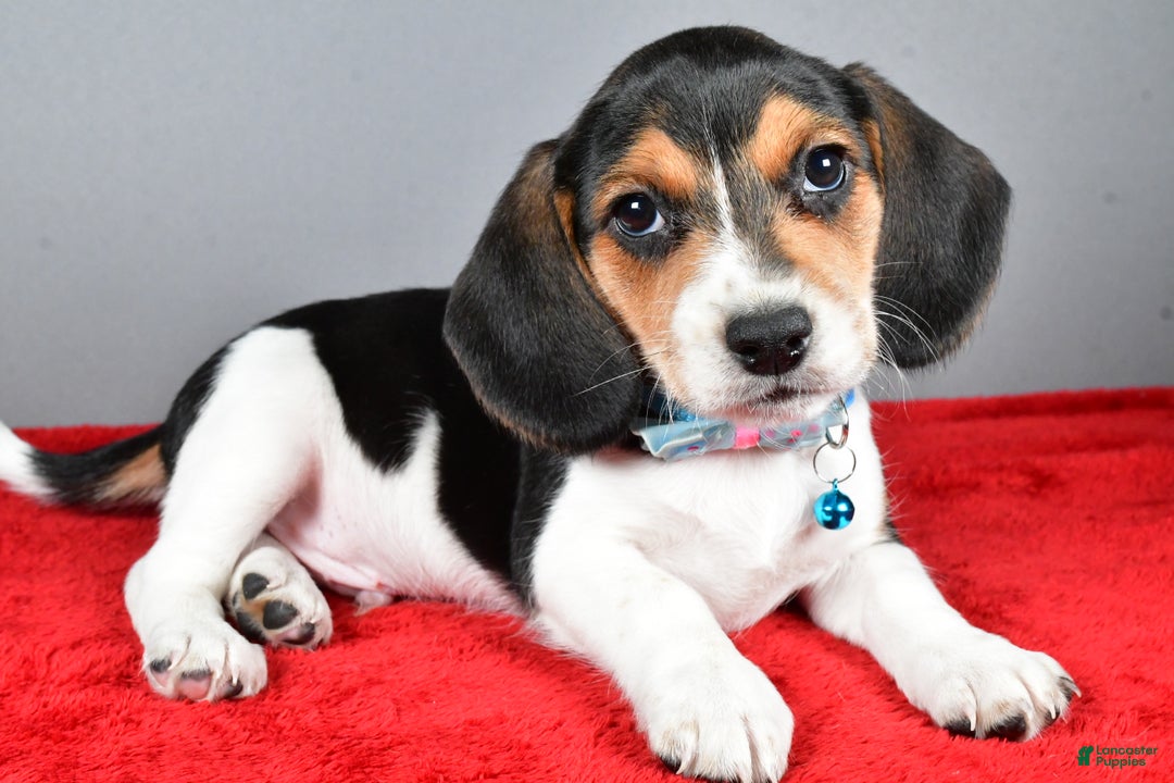 Beagle dogs for sale: Josh - Ad 1
