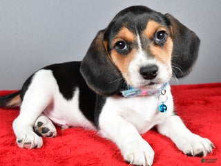 Beagle dogs Josh - Ad 24