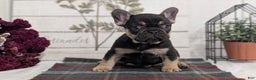 French Bulldog dogs for sale: Scout - Ad 17