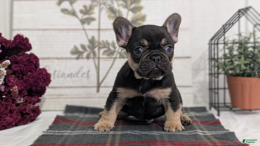 French Bulldog dogs for sale: Scout - Ad 17
