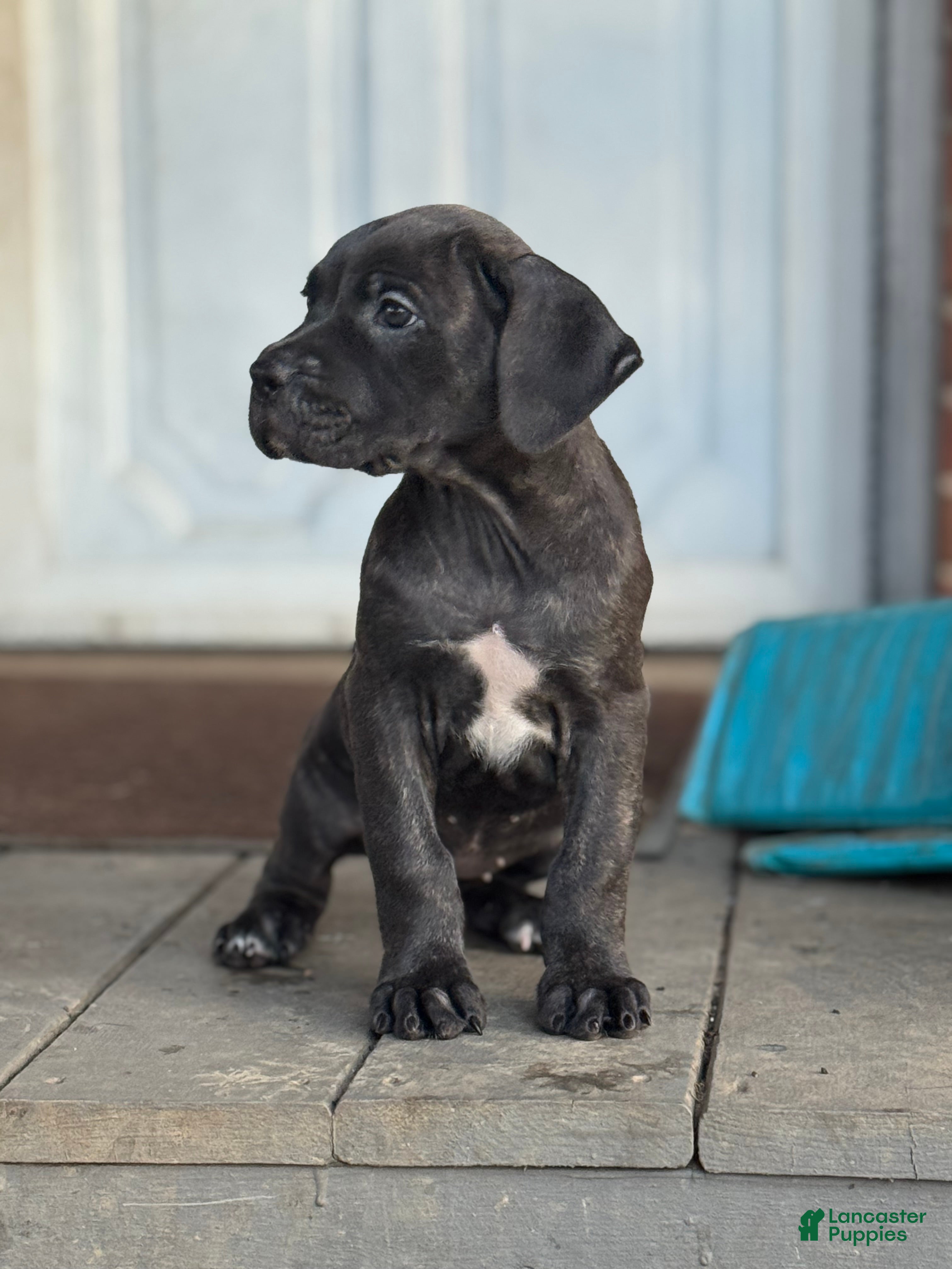 Cane Corso dogs Raven - Ad 2