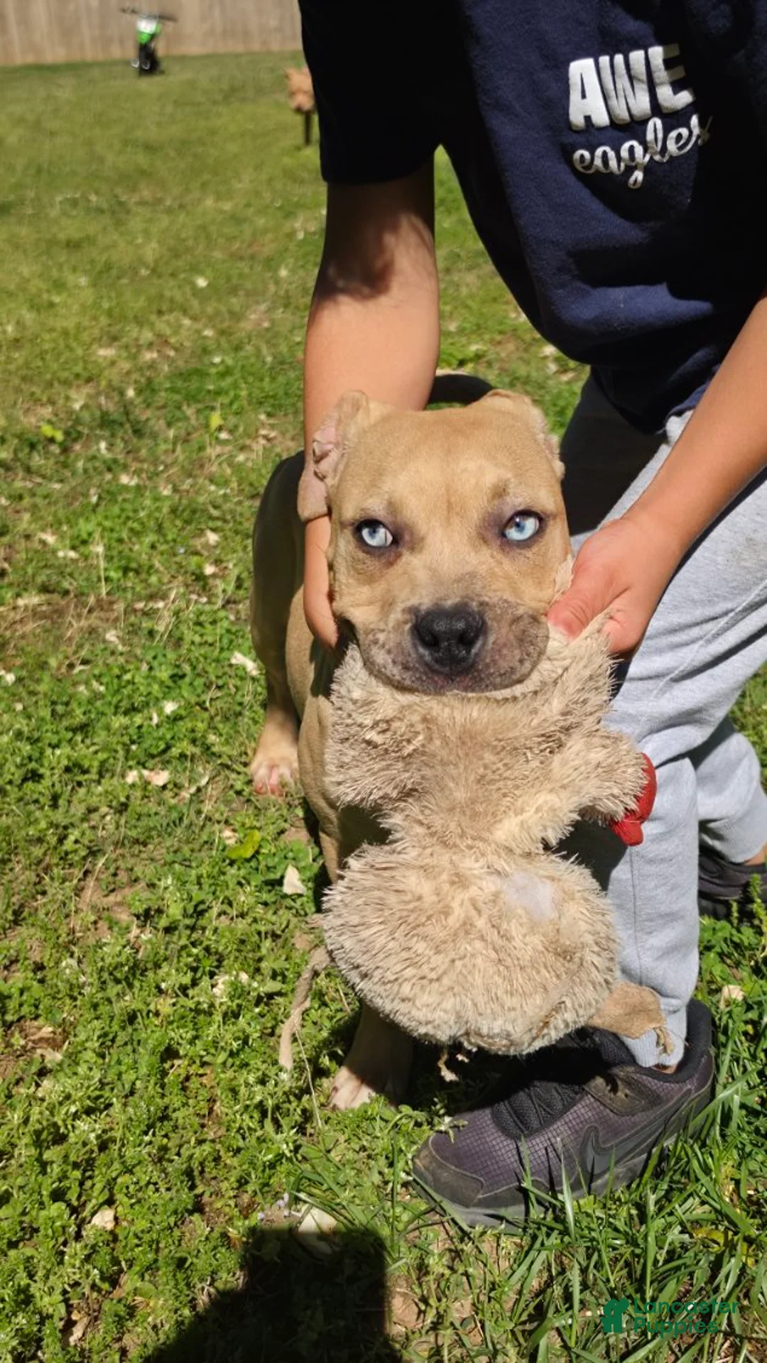 American Pit Bull Terrier dogs for sale: Icy - Ad 4