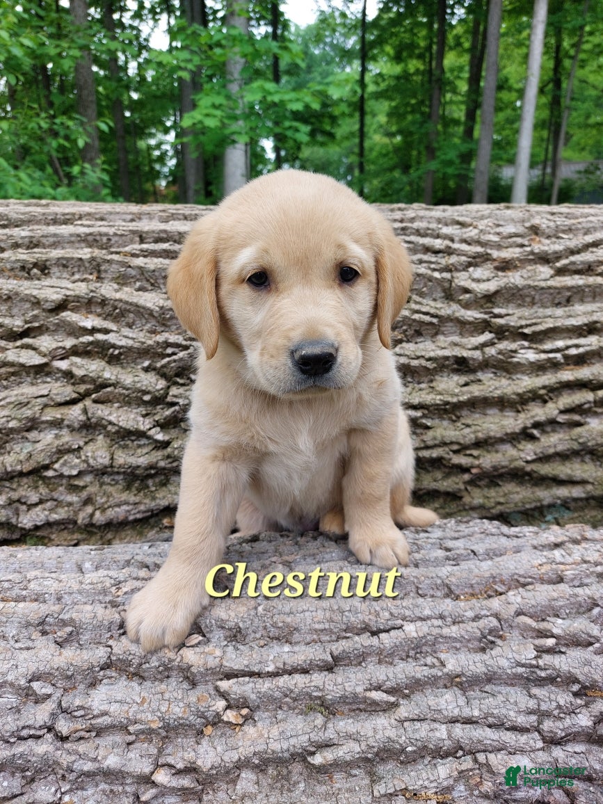 Goldador dogs Chestnut  - Ad 1