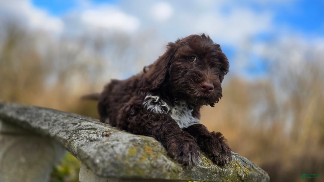 Portuguese Water Dog dogs for sale: Tori - Ad 12