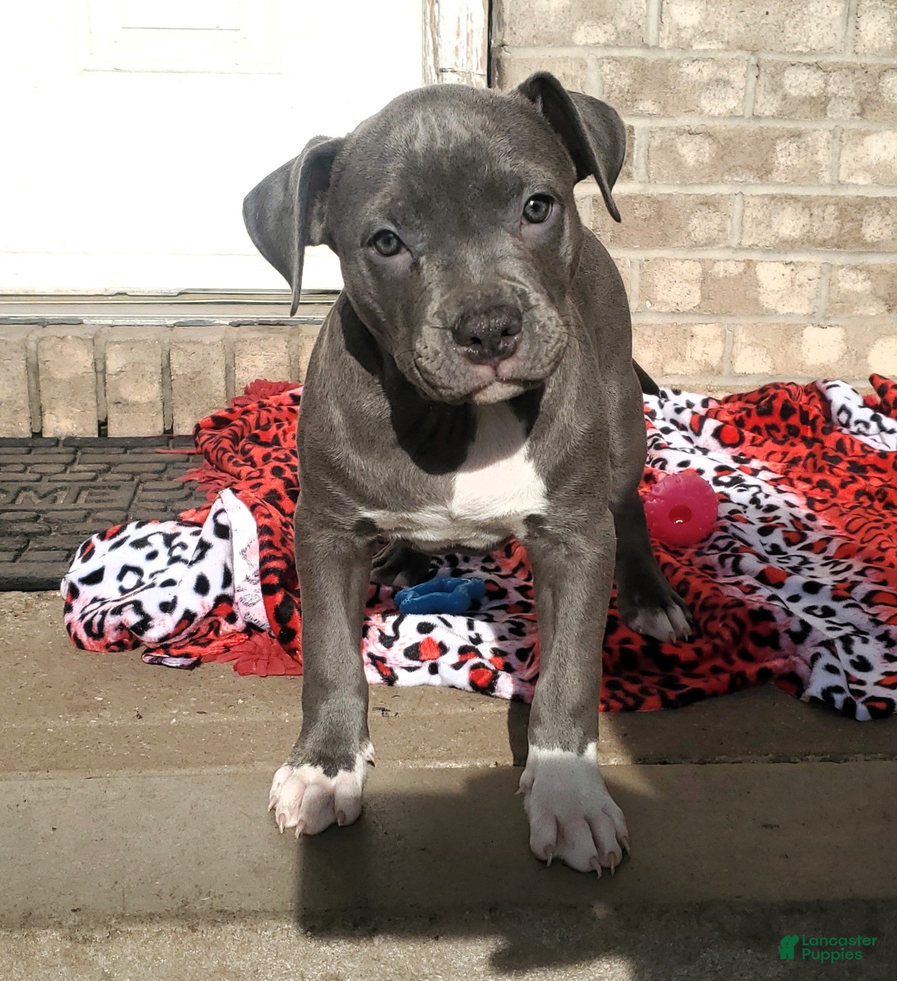 American Bully dogs "SNOOP DOGG" / BLUE NOSE - Ad 8