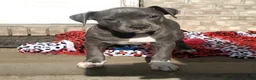 American Bully dogs for sale: "SNOOP DOGG" / BLUE NOSE - Ad 1