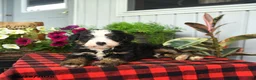 Mini Bernedoodle dogs for sale: Romeo - Ad 3