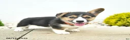 Welsh Corgi Pembroke dogs for sale: Blossom  - Ad 5