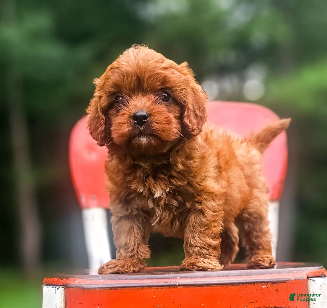 Cavapoo dogs for sale: Rusty - Ad 1