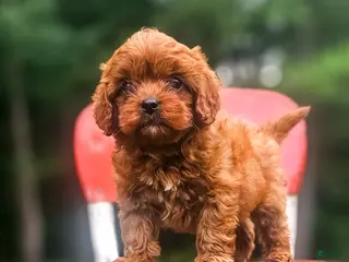 Cavapoo dogs for sale: Rusty - Ad 2