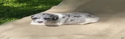 Mixed Breed dogs for sale: Danish - Ad 16
