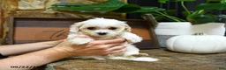 Maltipoo dogs for sale: Xochitl - Ad 4