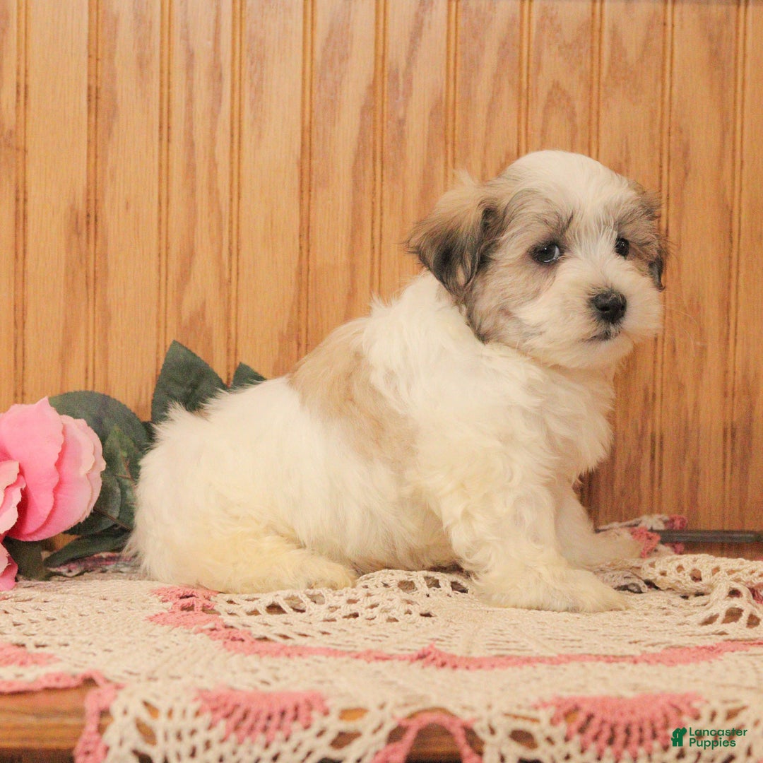 Malshi dogs for sale: Jasper - Ad 4