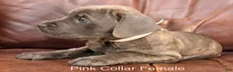Cane Corso dogs for sale: Cane Corso Puppy Female Pink Collar - Ad 2