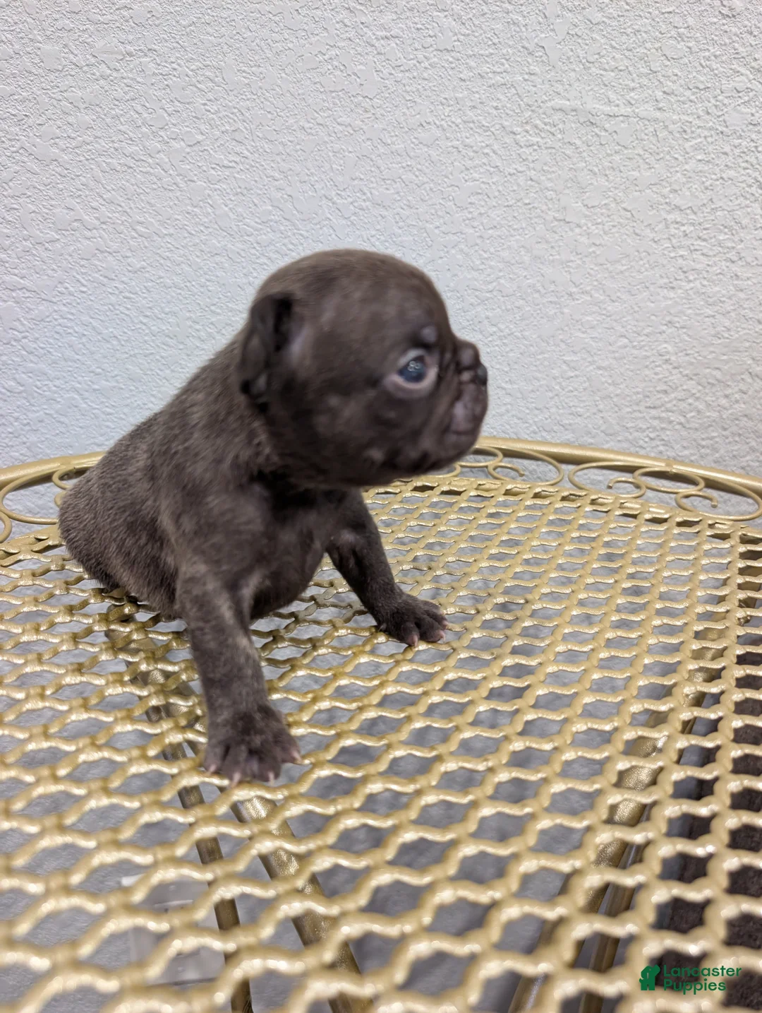 French Bulldog dogs for sale: French Bulldog Boy#2 - Ad 2