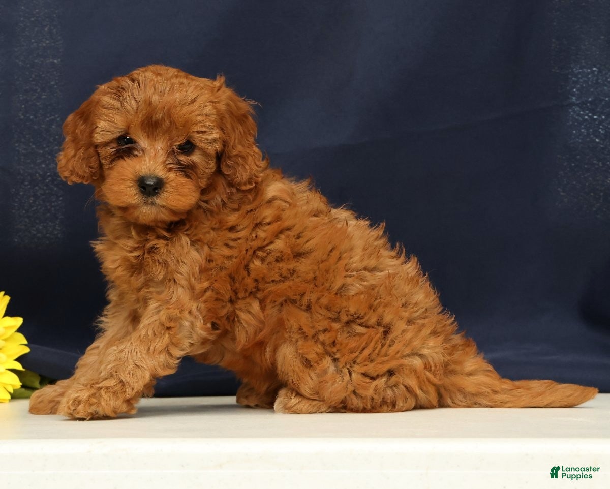 Cavapoo dogs Calla - Ad 1