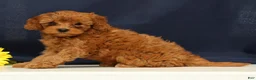 Cavapoo dogs for sale: Calla - Ad 1