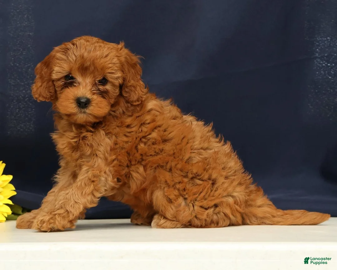Cavapoo dogs for sale: Calla - Ad 1