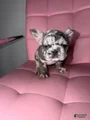 French Bulldog Puppy 3