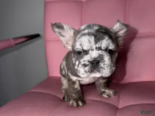 French Bulldog dogs French Bulldog Puppy 3 - Ad 6