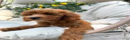 Cavapoo dogs for sale: Pansey - Ad 2