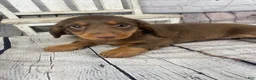 Miniature Dachshund dogs for sale: Ella - Ad 11