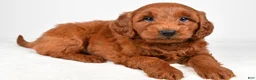 Mini Goldendoodle dogs for sale: Cooper - Ad 8