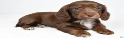 Miniature Dachshund dogs for sale: Finley - Ad 8