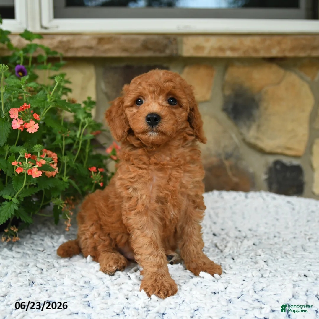Mini Goldendoodle dogs for sale: Arty - Ad 6
