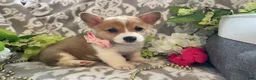Welsh Corgi Pembroke dogs for sale: Mandy - Ad 4