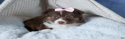 Miniature Australian Shepherd dogs for sale: ELLIE - Ad 16