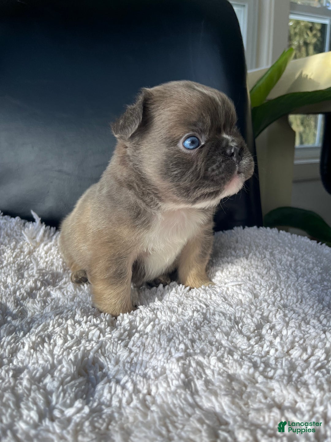 French Bulldog dogs for sale: Duke - Ad 5