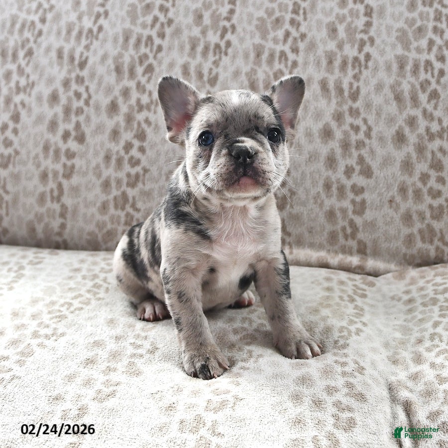 Frenchton dogs Ashley - Ad 1