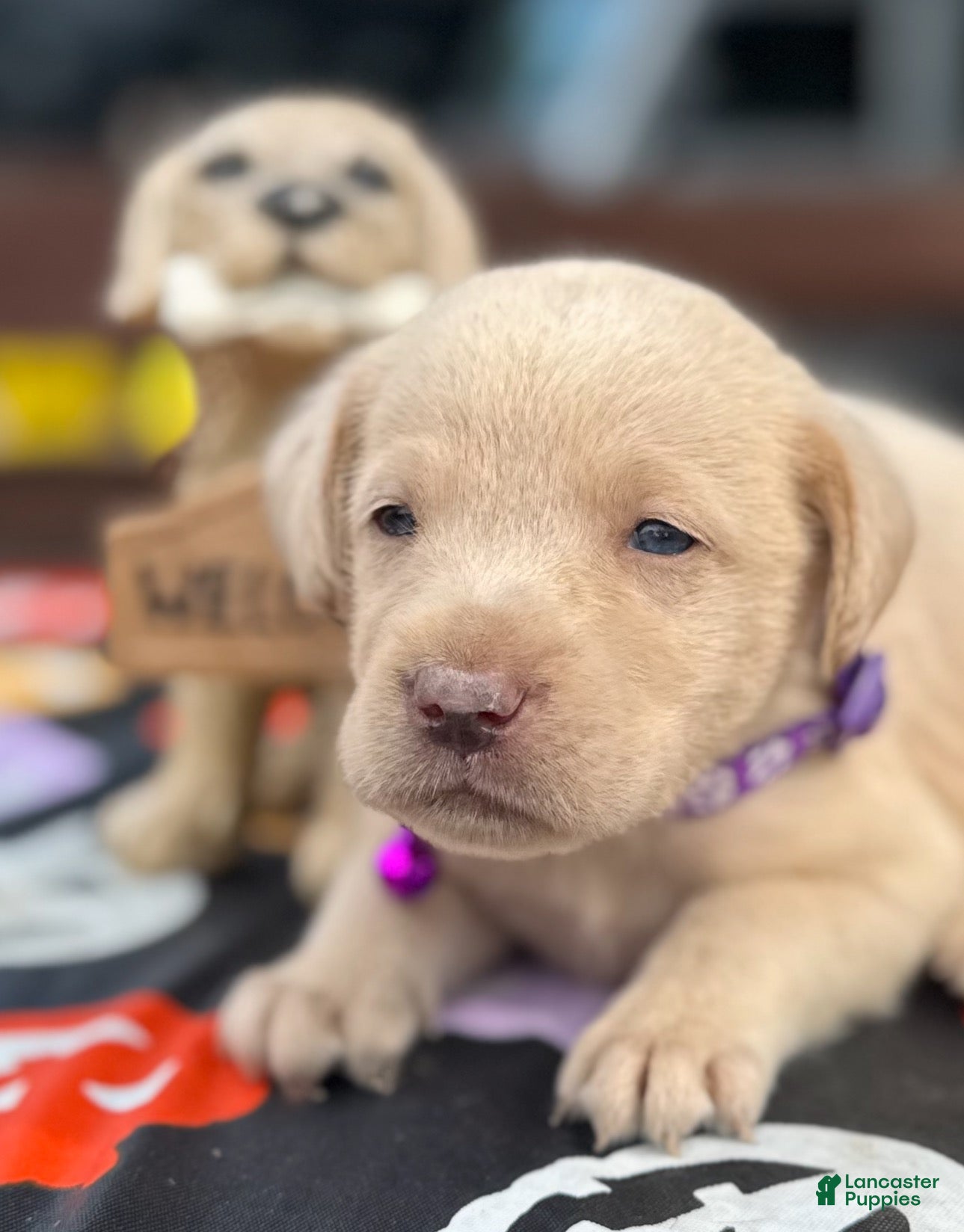 Labrador Retriever dogs Labrador Retriever 1 - Ad 2