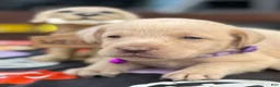 Labrador Retriever dogs for sale: Labrador Retriever 1 - Ad 2