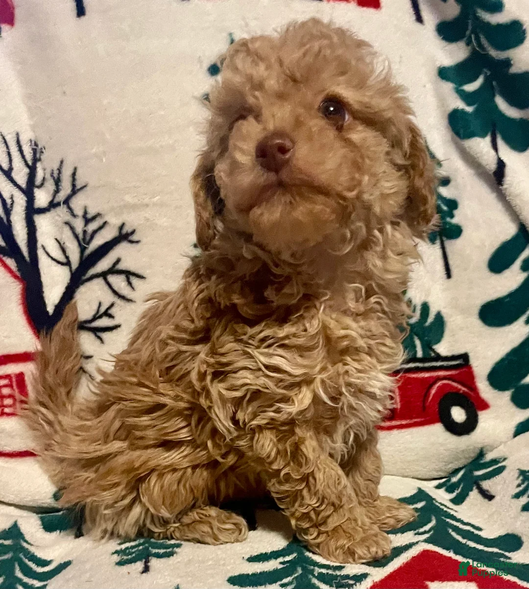 Toy Poodle dogs for sale: Toy Poodle Puppy 1 - Ad 8