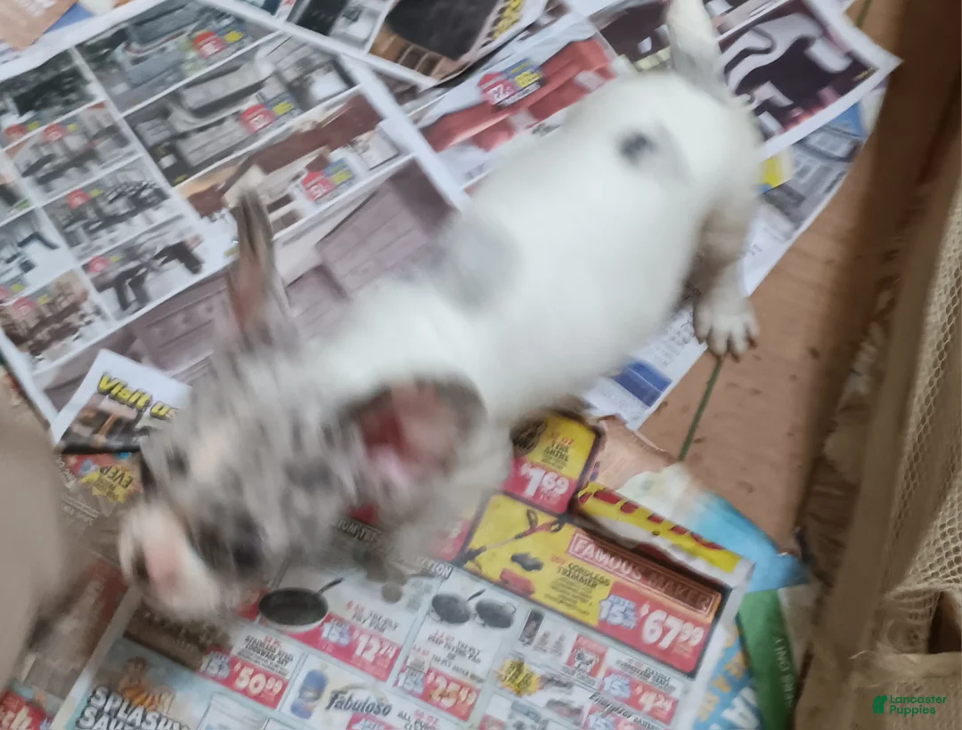 French Bulldog dogs for sale: Zoey - Ad 1