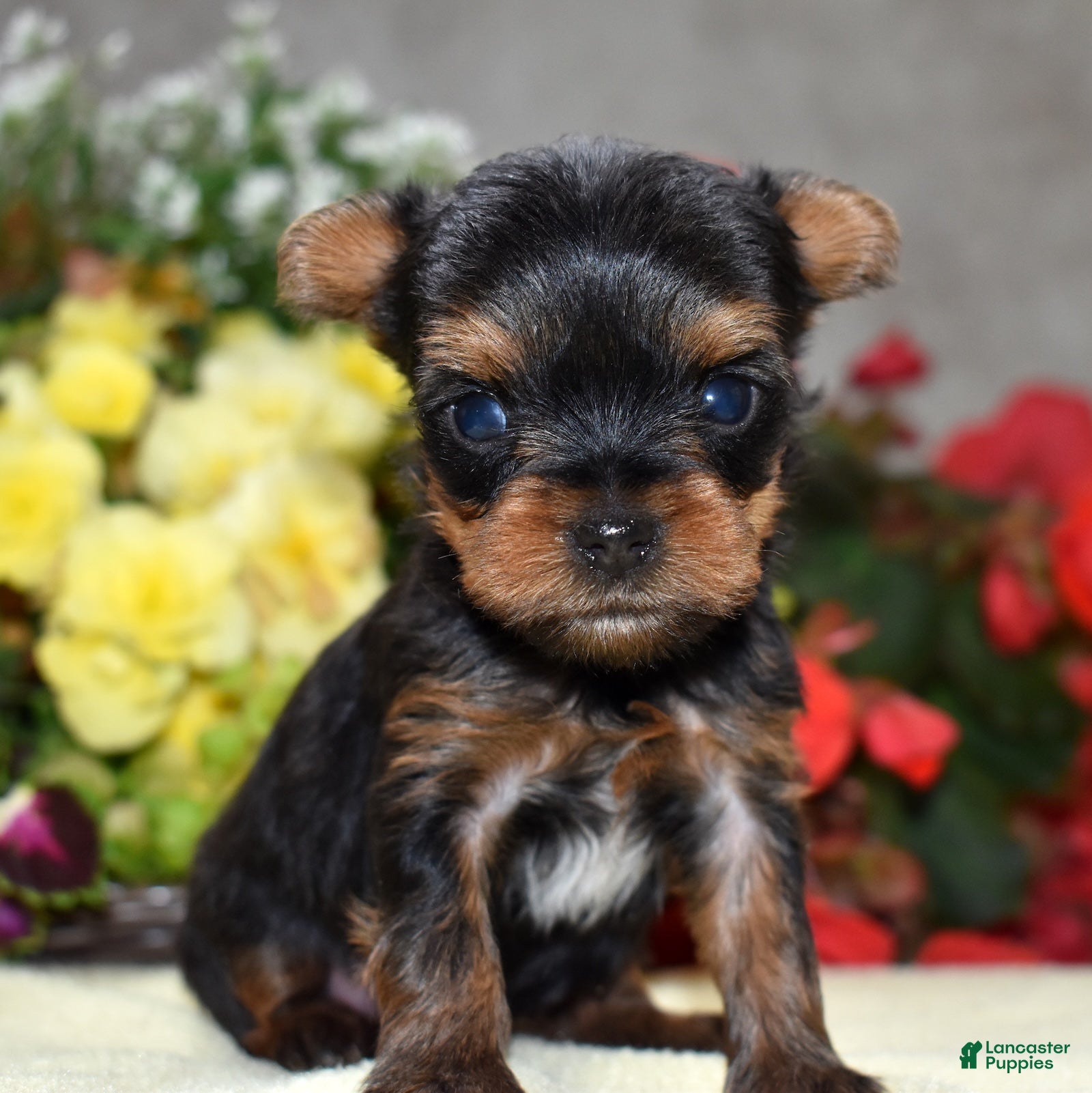 Yorkshire Terrier dogs Cora | Teacup  - Ad 1