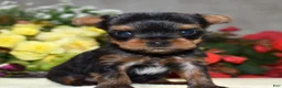 Yorkshire Terrier dogs for sale: Cora | Teacup  - Ad 1