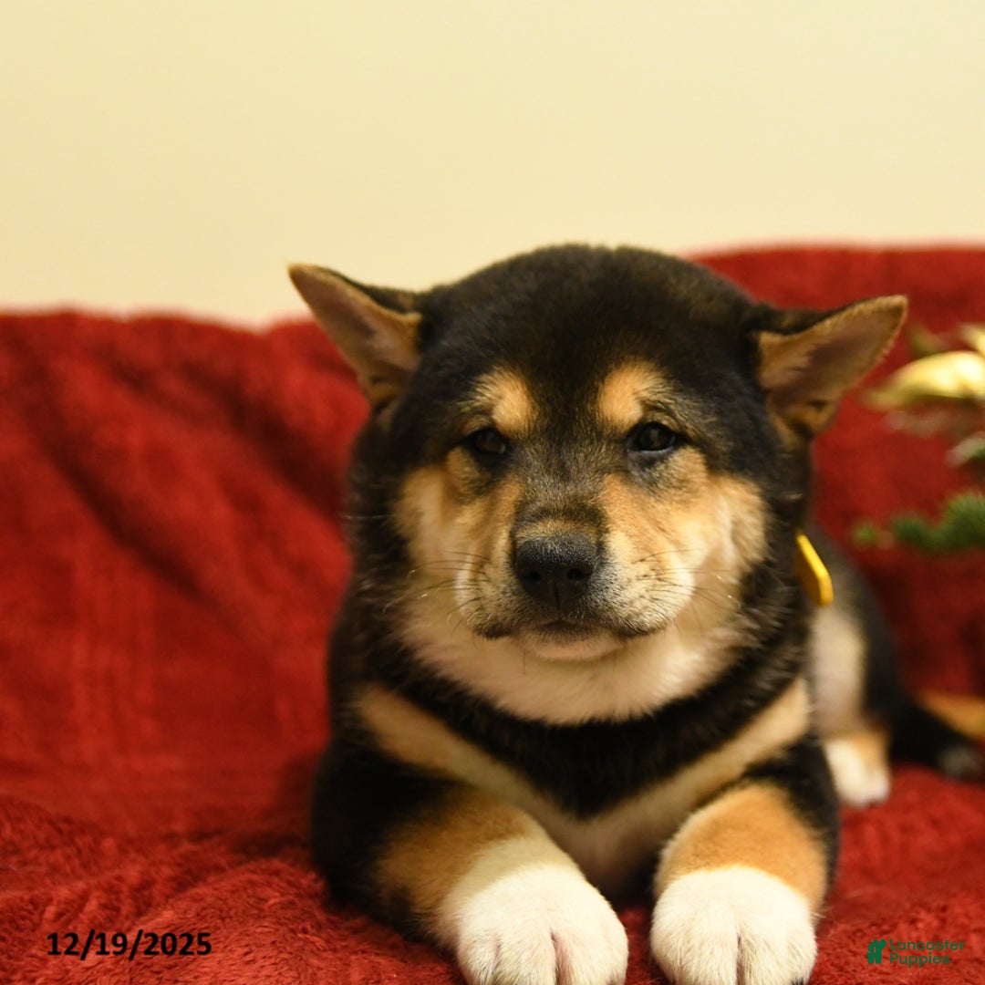Shiba Inu dogs for sale: Elf - Ad 2